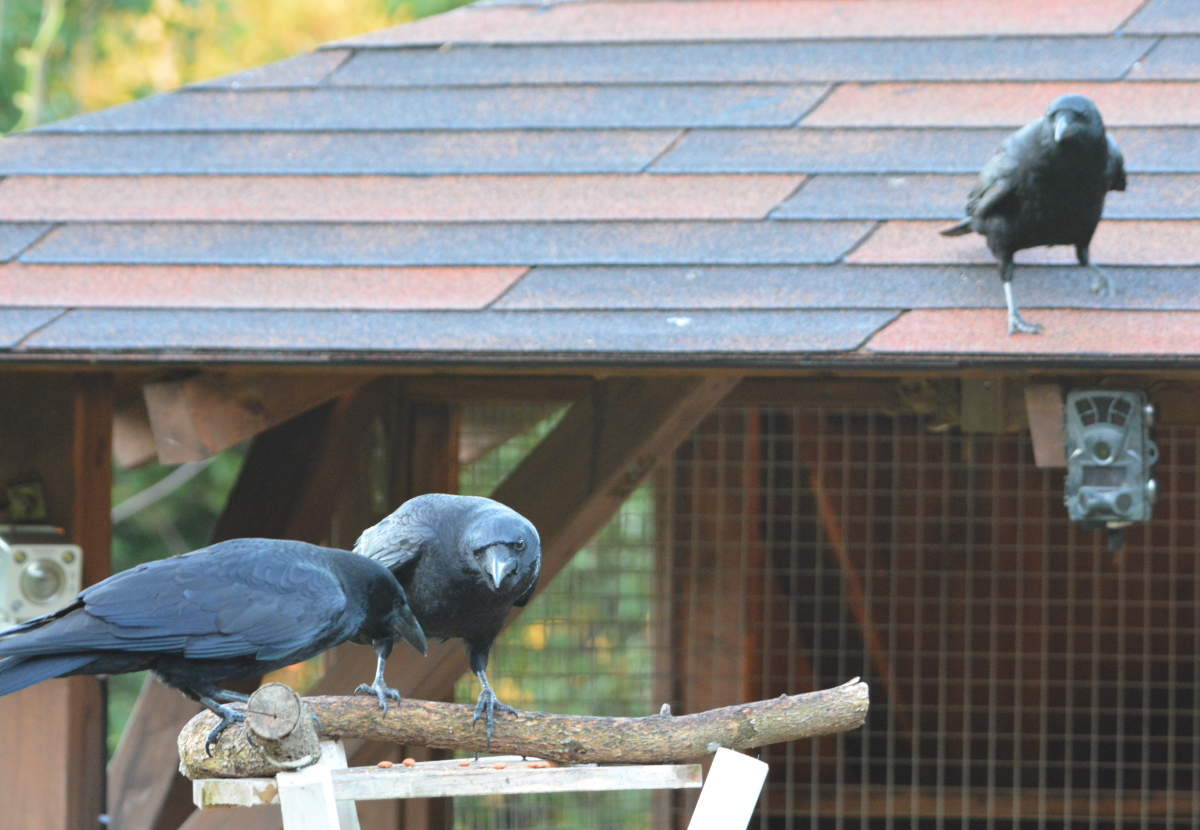 庭に来た子ガラス