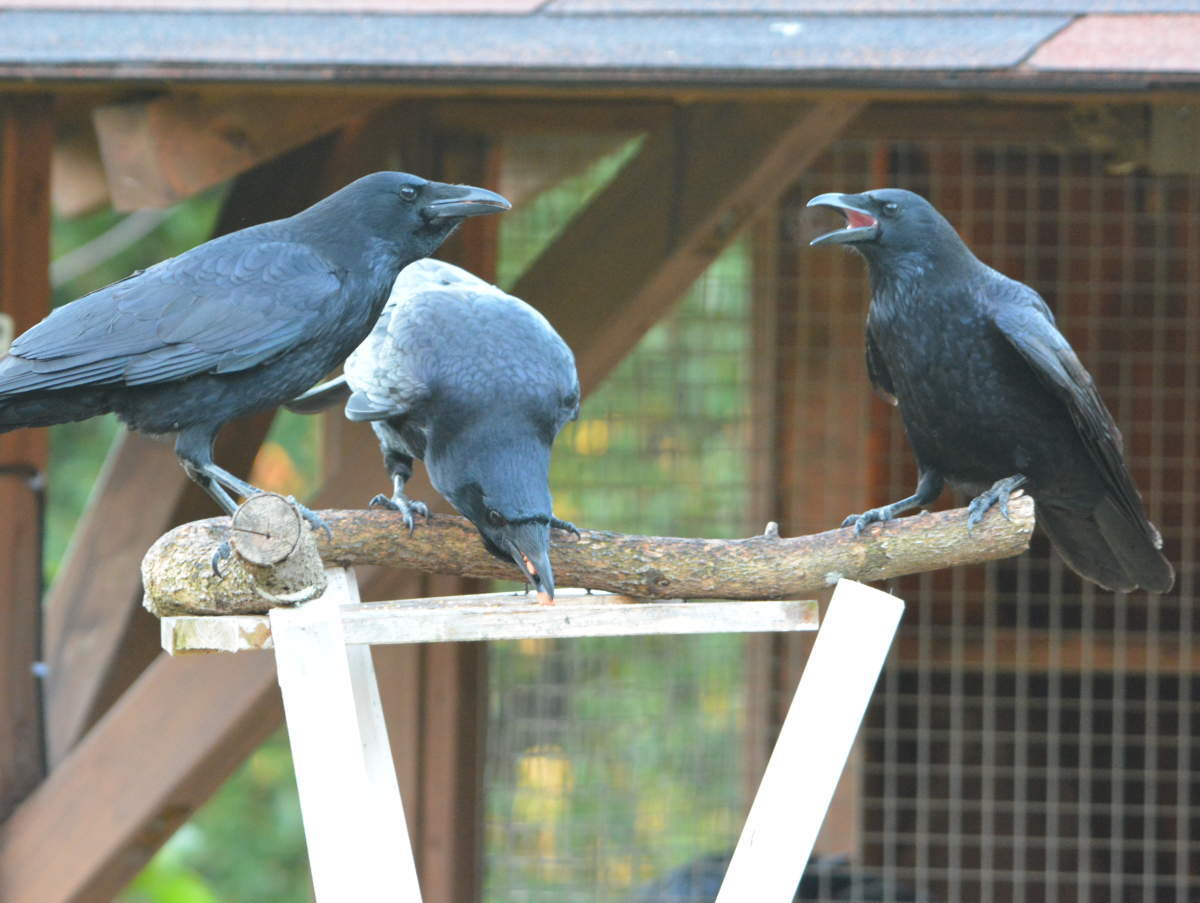 庭に来た子ガラス