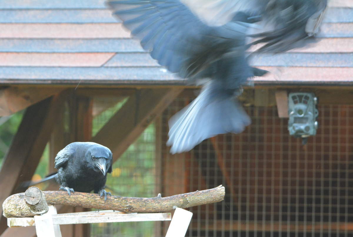 庭に来た子ガラス