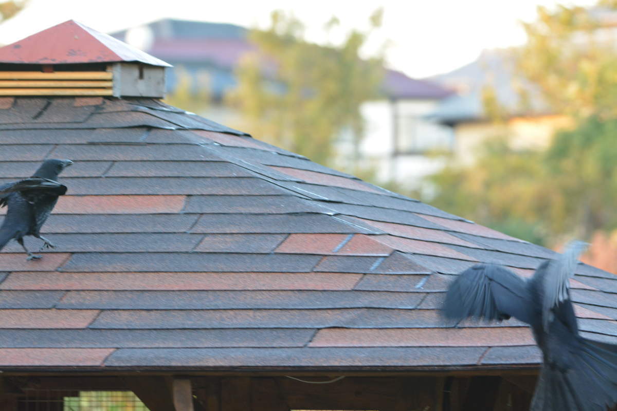 庭に来た子ガラス