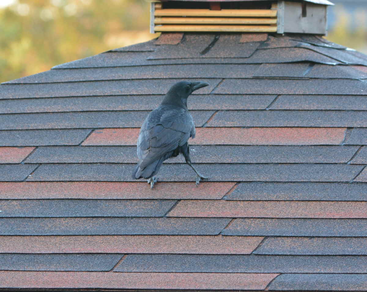 庭に来た子ガラス