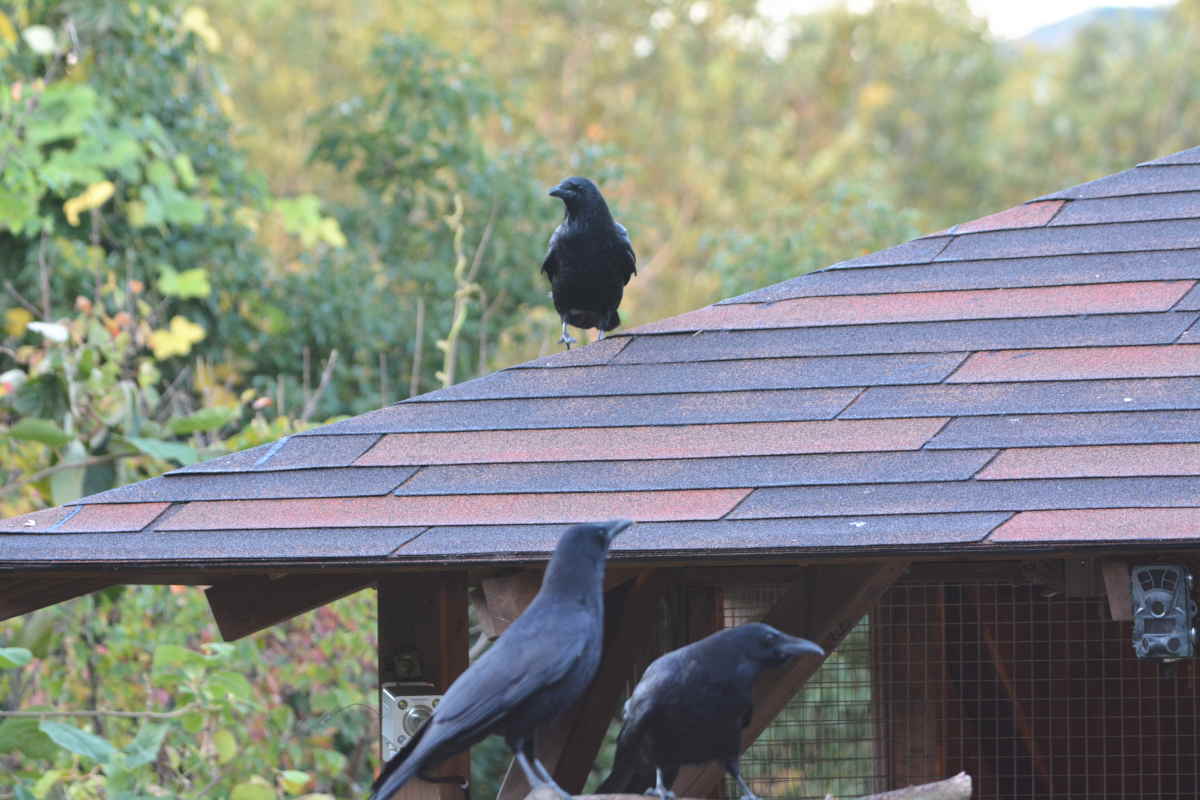 庭に来た子ガラス