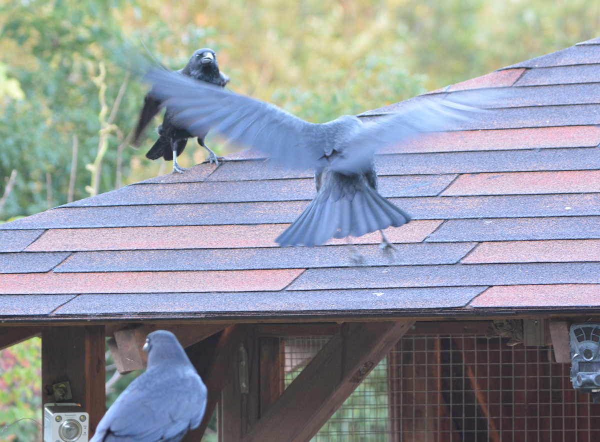 庭に来た子ガラス