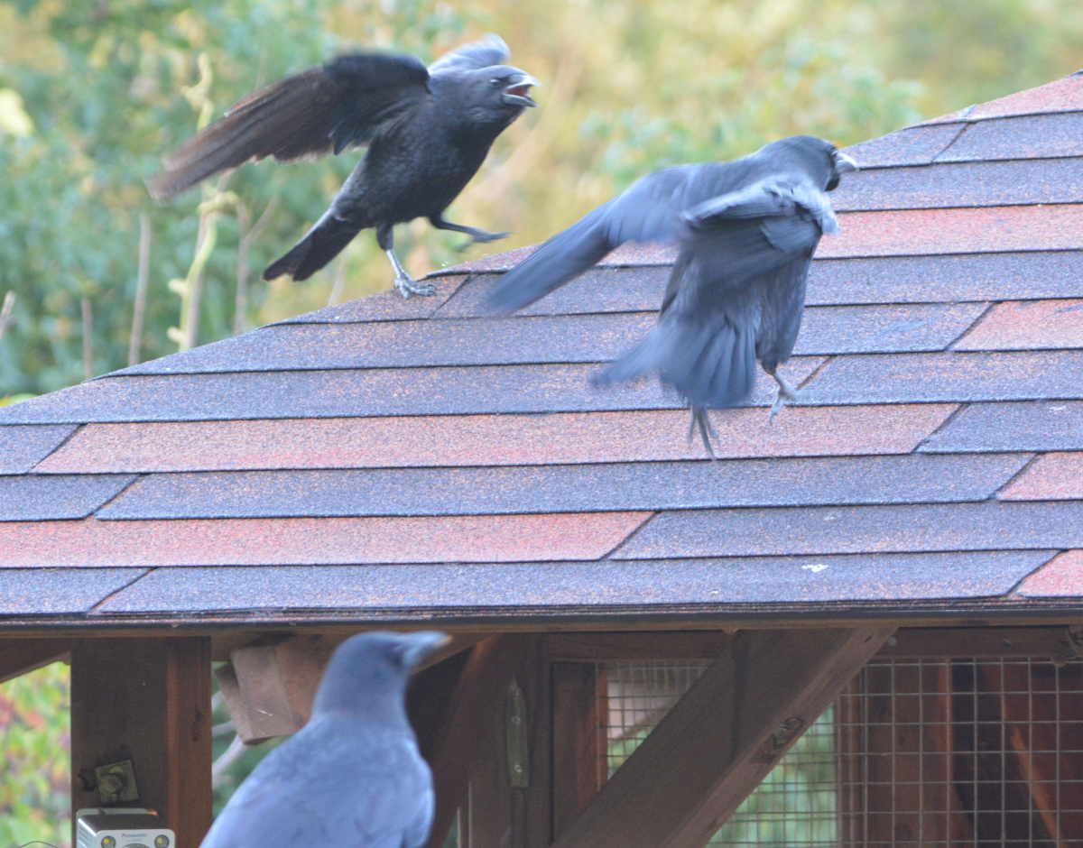 庭に来た子ガラス