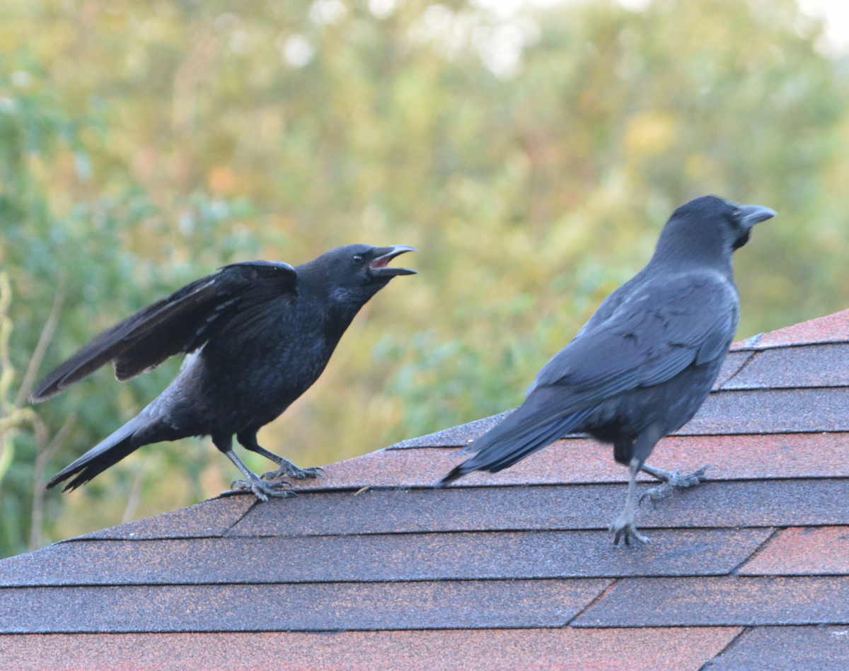 庭に来た子ガラス