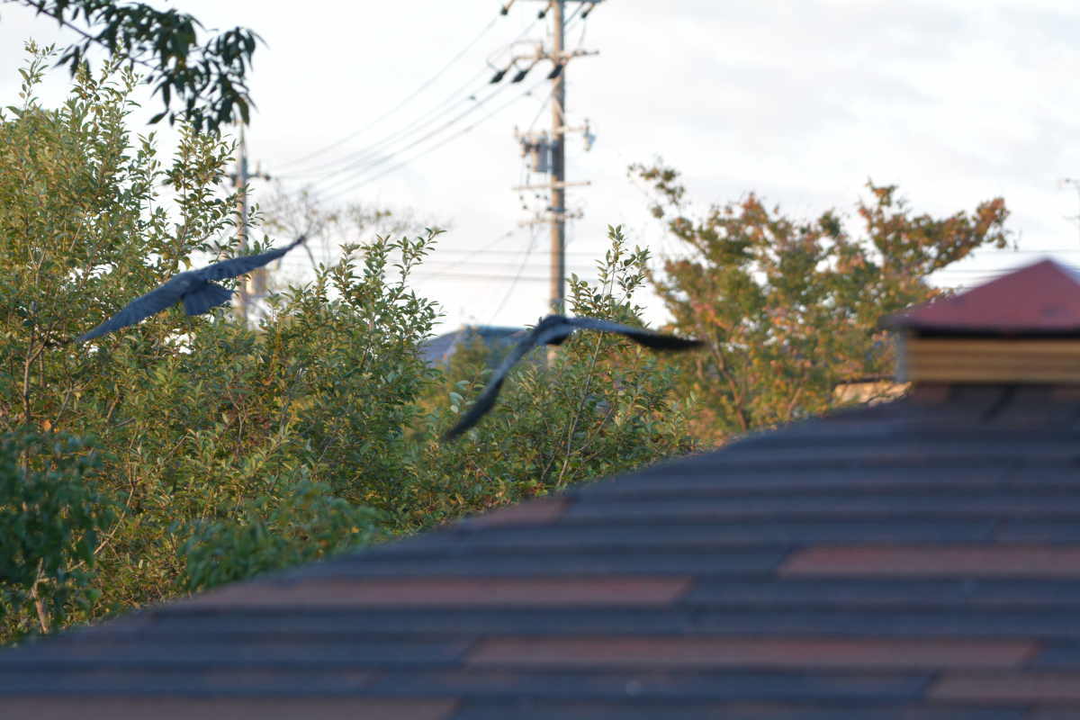 庭に来た子ガラス