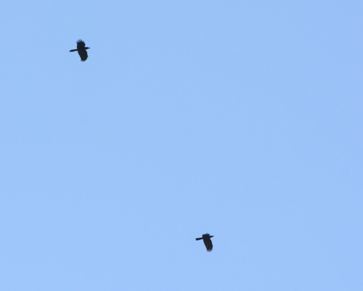 ハイタカとカラス