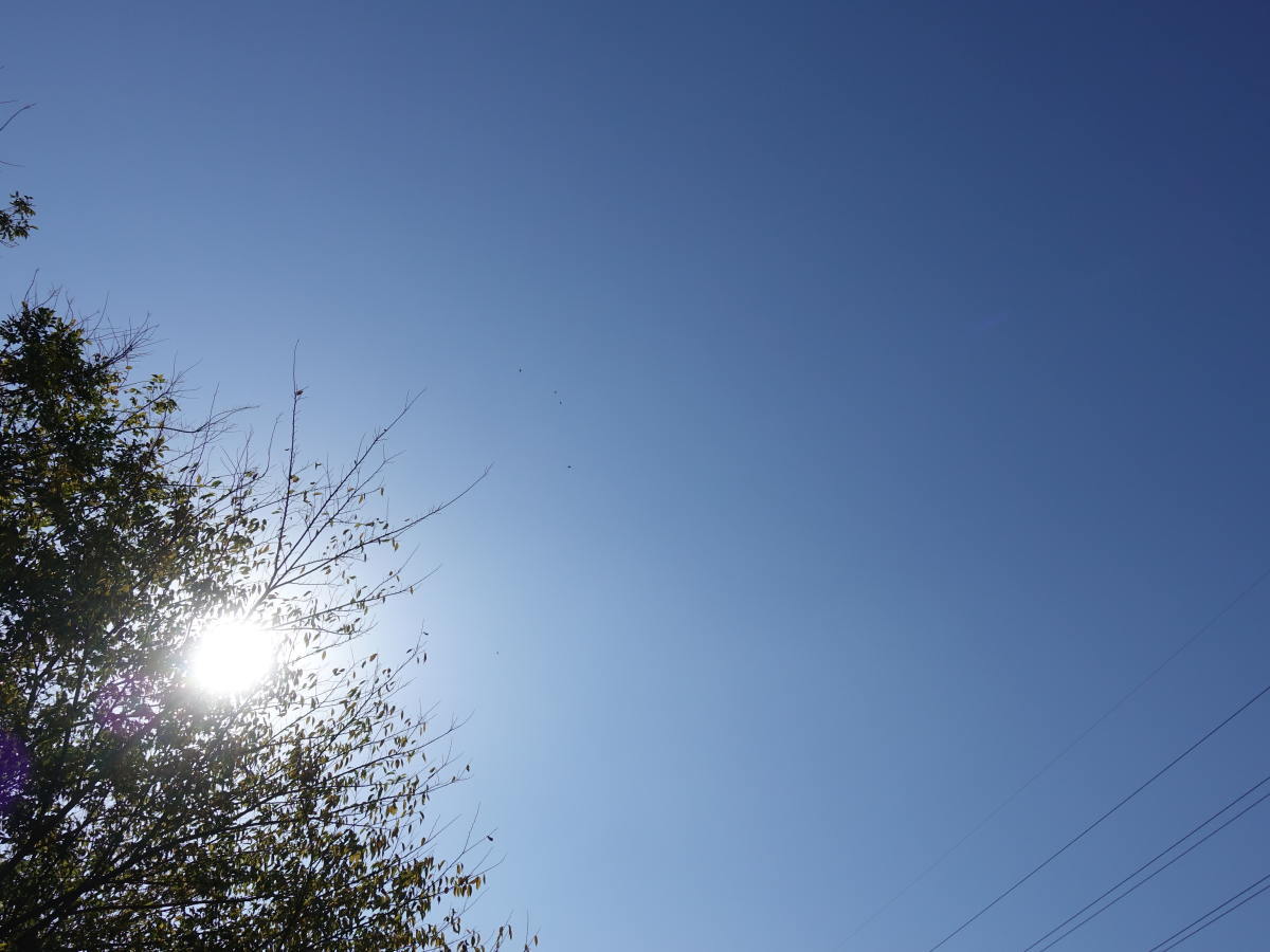 ハイタカとカラス