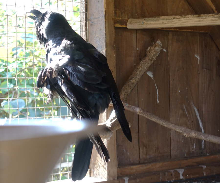 カラスのバン君