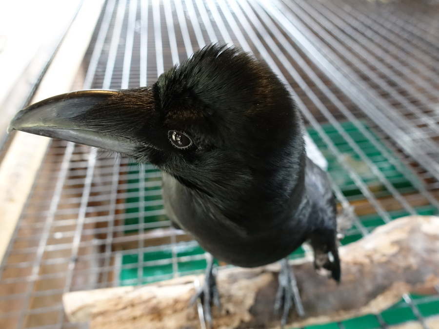 カラスのアディ