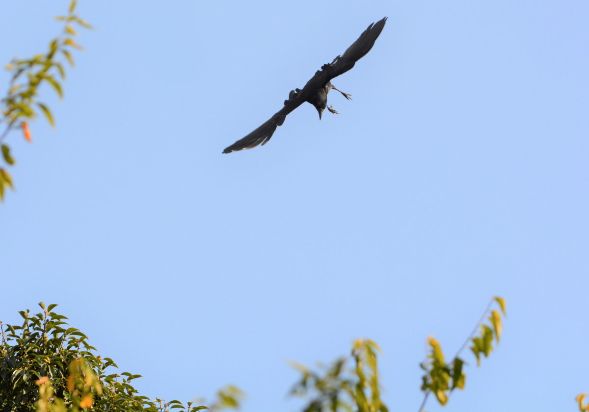 ハシボソのお母さん