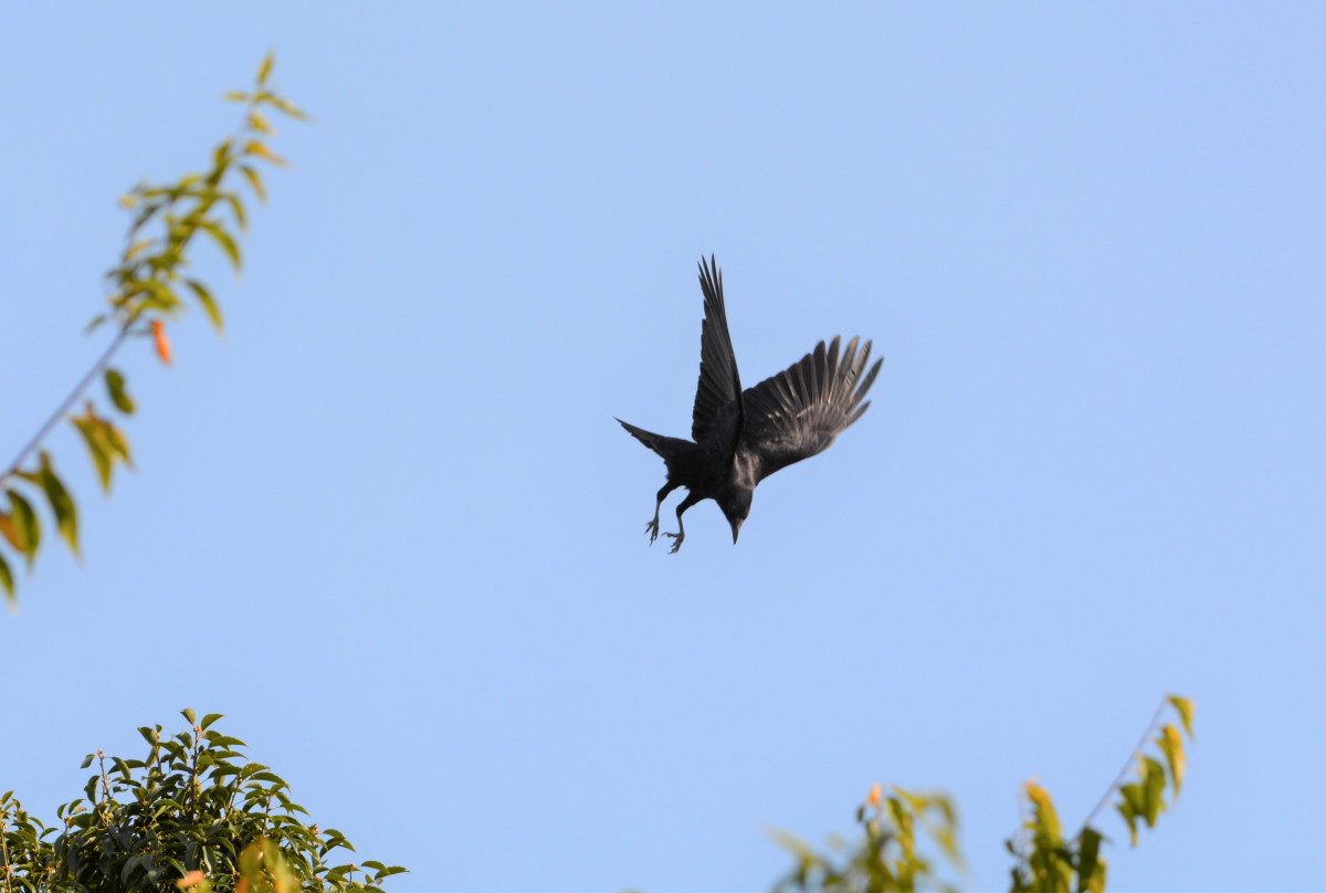 ハシボソのお母さん