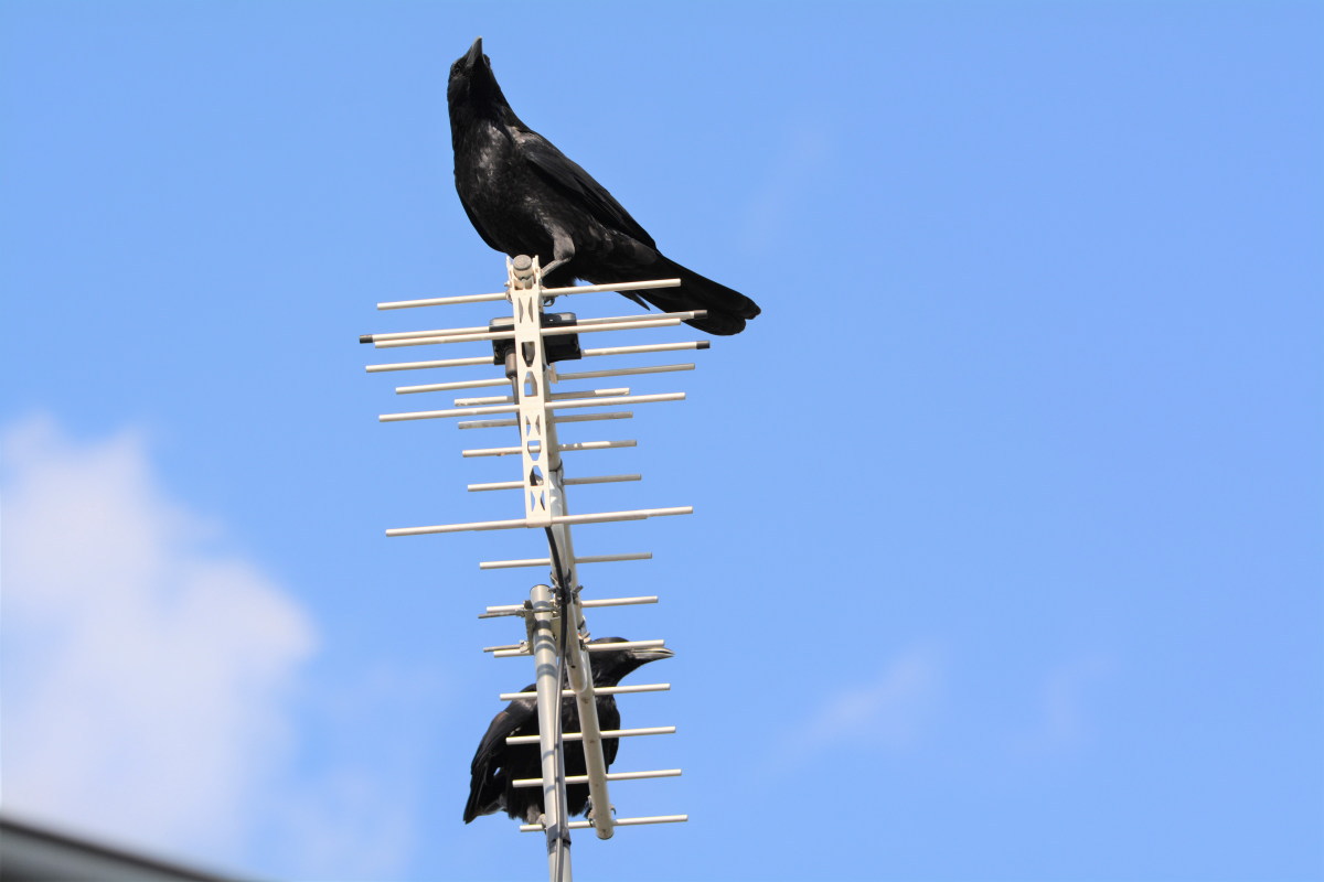 ハシボソのお母さん