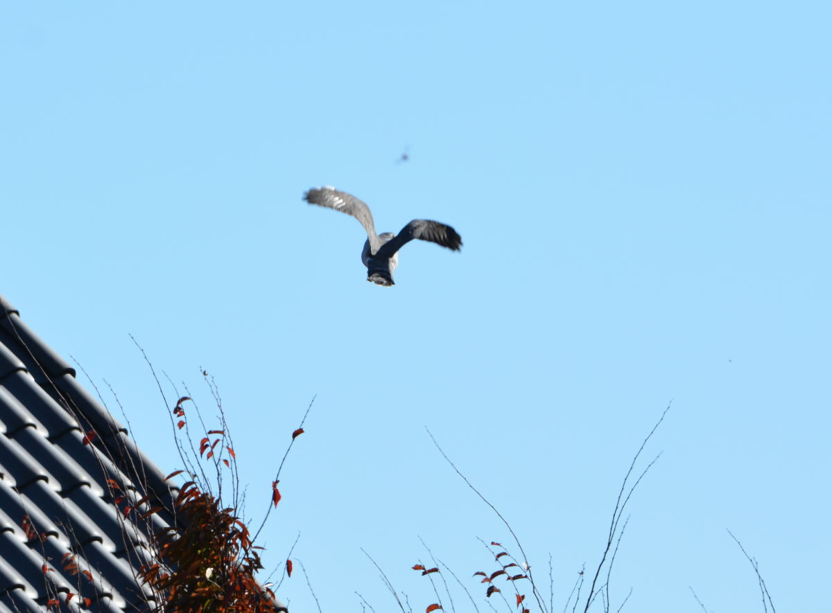 オオタカとカラス