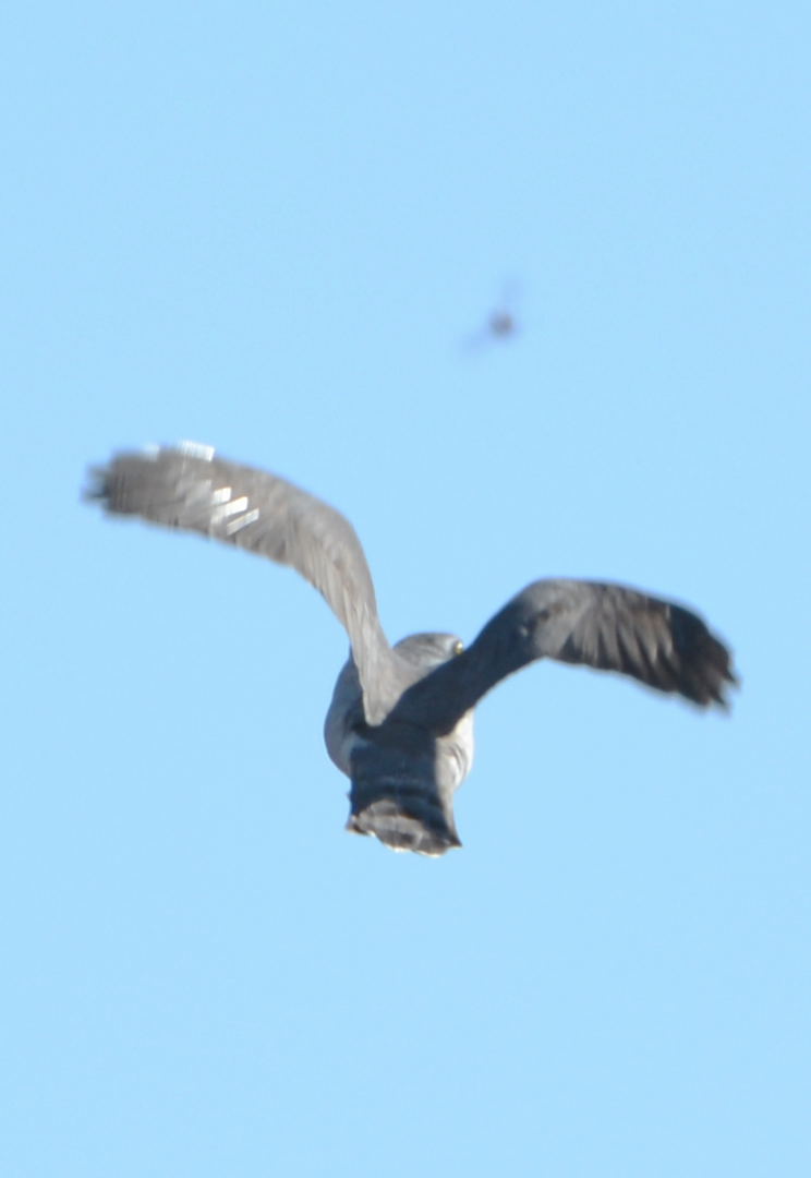 オオタカとカラス