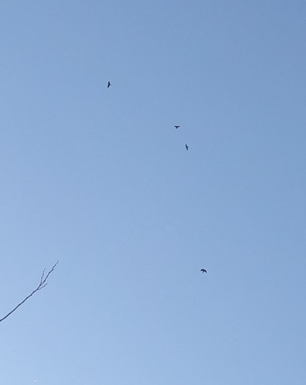 ハイタカとカラス