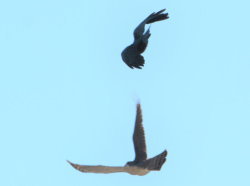 オオタカを追う