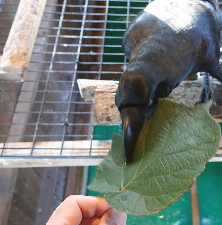 キウイの葉とカラス