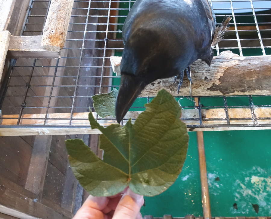 キウイの葉とカラス