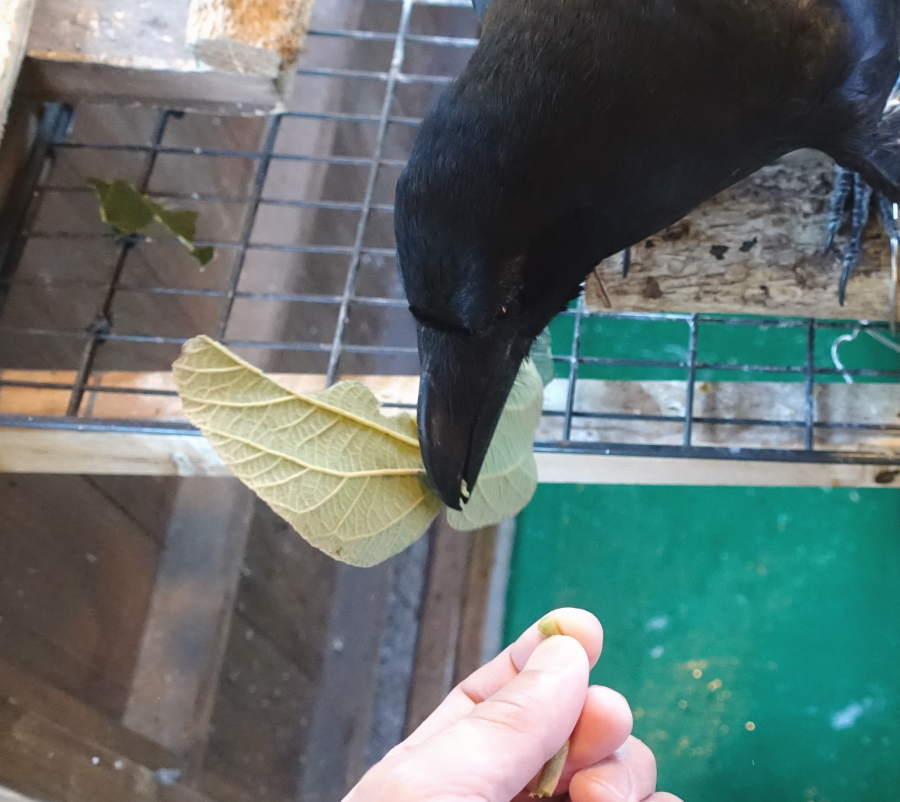 キウイの葉とカラス