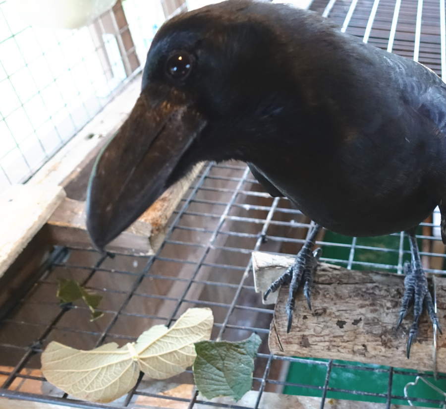 キウイの葉とカラス