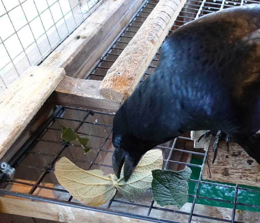 キウイの葉とカラス