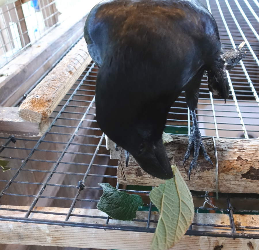 キウイの葉とカラス