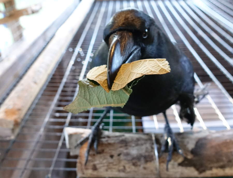 キウイの葉とカラス