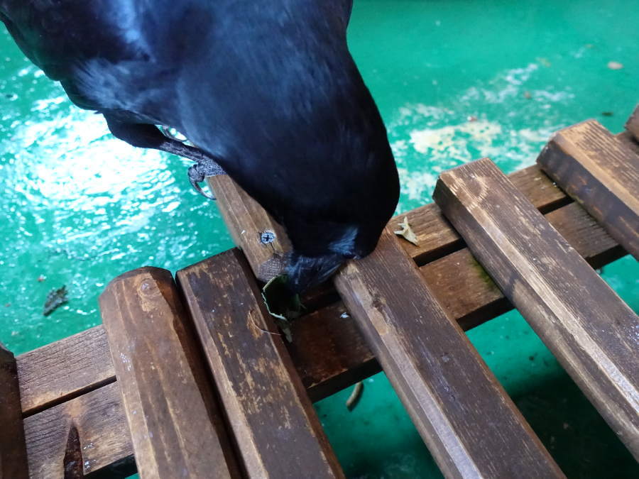 キウイの葉とカラス