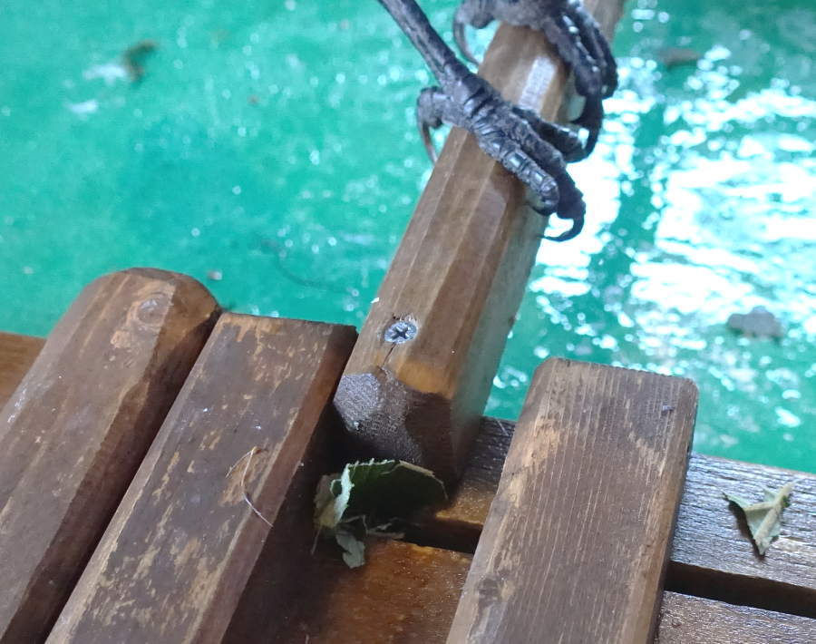 キウイの葉とカラス