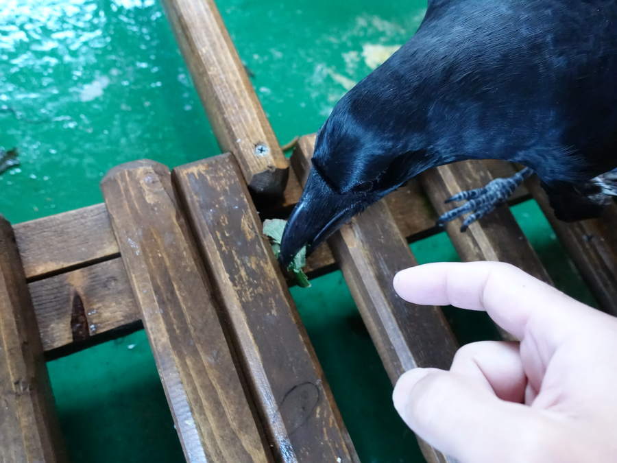 キウイの葉とカラス