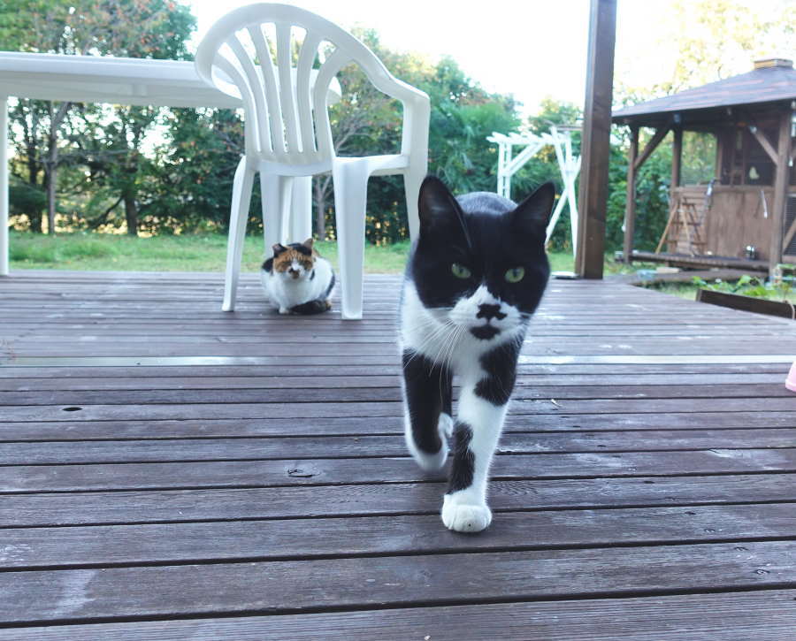 野良猫のスネ夫