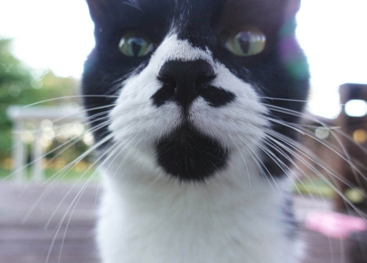 野良猫のスネ夫