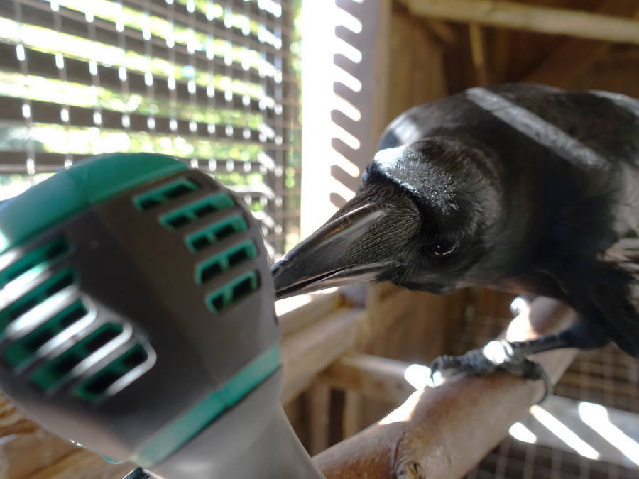 カラス小屋の内部