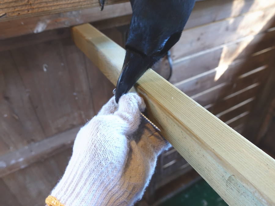 カラス小屋の内部