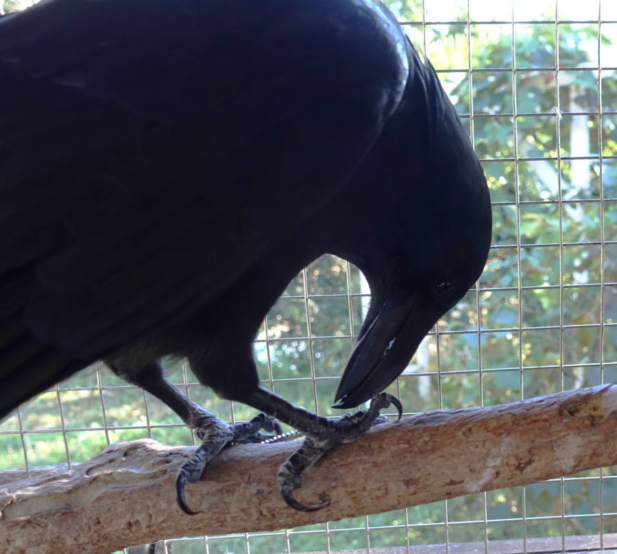 ネジを奪ったカラス