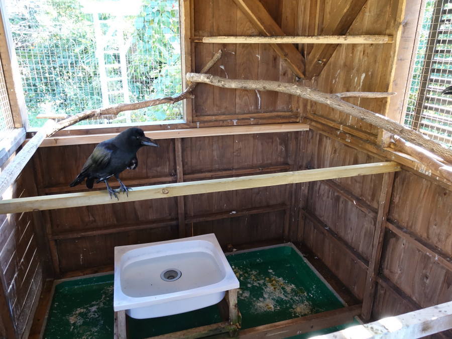 カラス小屋の内部