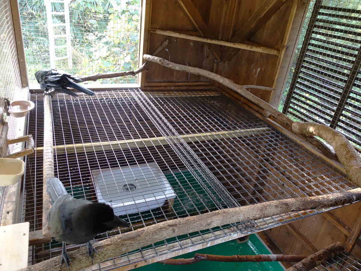 カラス小屋の内部