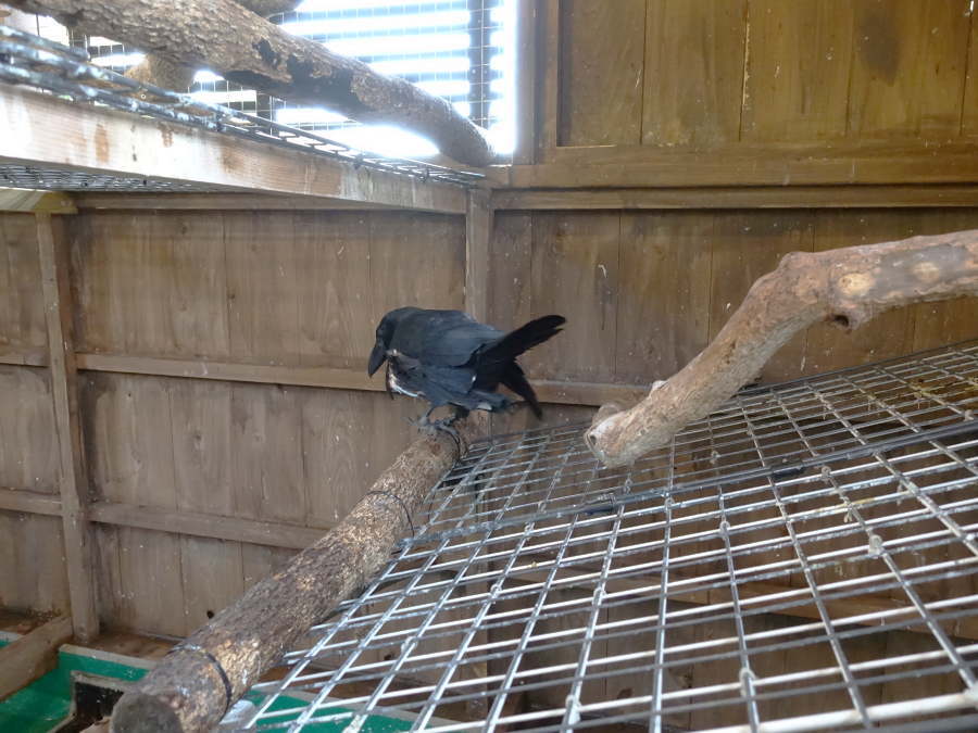 カラス小屋の内部