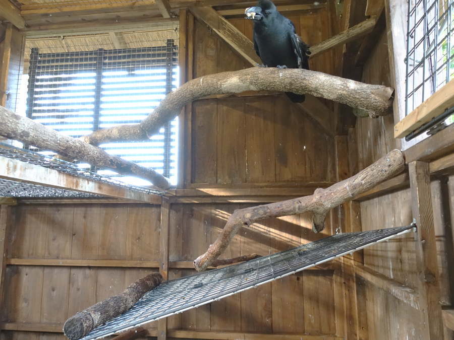 カラス小屋の内部