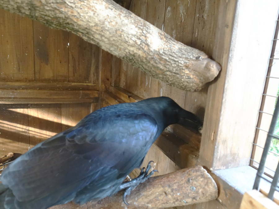 カラス小屋の内部