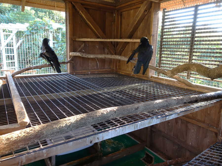 カラス小屋の内部