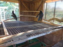 カラス小屋の内部