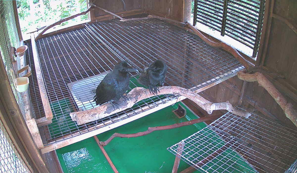 カラス小屋の内部