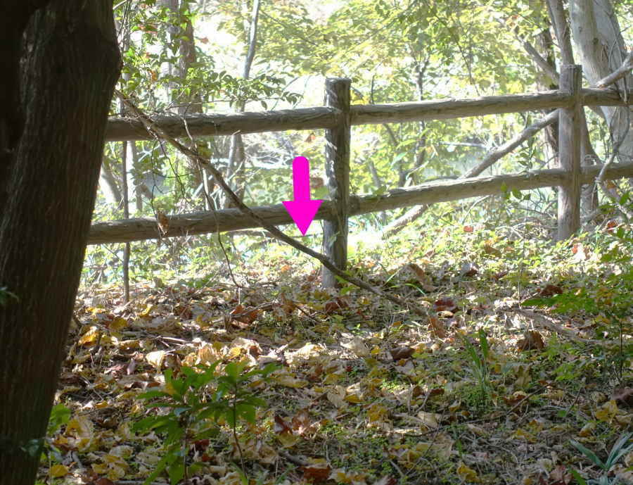 スズメバチの巣