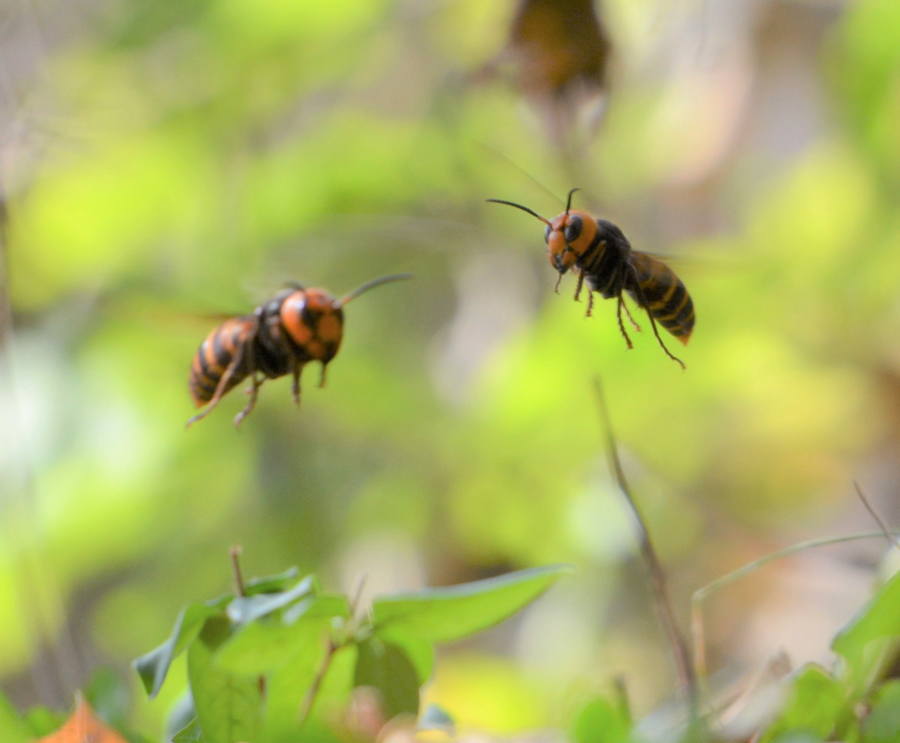 オオスズメバチ