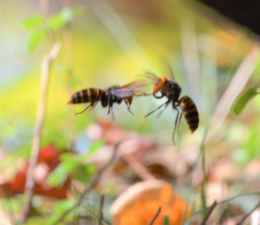 オオスズメバチ