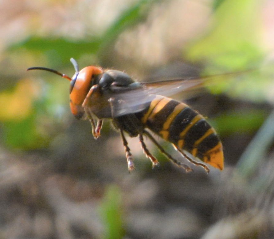 オオスズメバチ