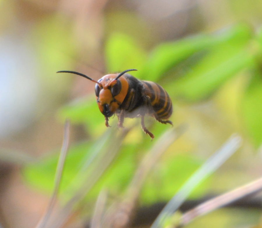 オオスズメバチ