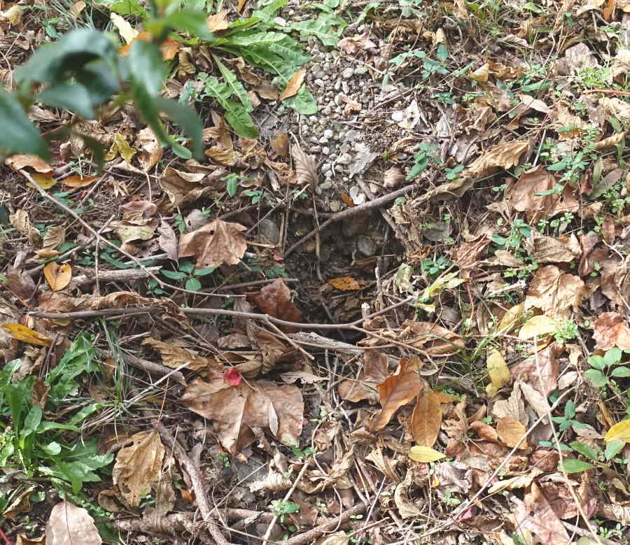 スズメバチの巣